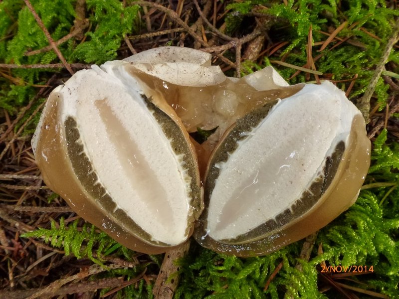 Oeuf de Phallus impudique